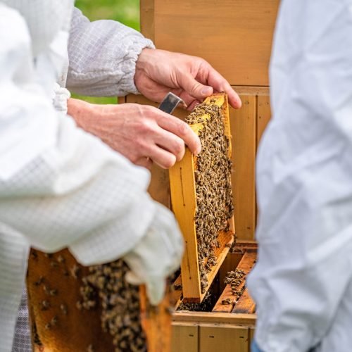 wax-frame-in-bee-hive-honey-production-2021-06-23-17-33-24-utc.jpg